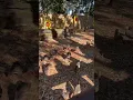 Download Lagu Duck fight
