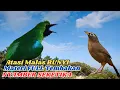 Download Lagu Masteran Cucak Ijo LANGKA Isian Mewah, Bikin Burung TARUNG di Lomba