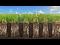 Why Should You Aerate Your Lawn