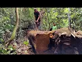 Mengusik keheningan abadi,, stihl 070 dan kayu ulin dari hutan rimba pedalaman