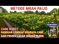 Download Lagu PANDUAN LENGKAP MENANAM CABE !! DARI PROSES LAHAN HINGGA PANEN [METODE MBAH PAIJO ]