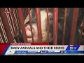 Our Britt Baker who s expecting twins visits the baby animals and their mamas