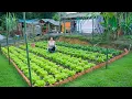 DIY Vegetable Garden - Transforming Empty Land into a Lush Vegetable Garden. Live with nature