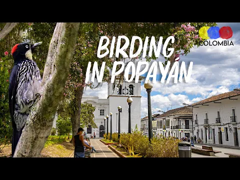 Birding & Breakfast in Popayan | Species & Tips