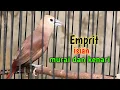 Lagu Suara burung emprit kaji gacor Isian kenari dan murai batu 296