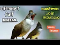 Download Lagu CUCAK JENGGOT FULL BESETAN TAJAM || MASTERAN WAJIP KICAU MANIA 3jam
