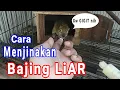 Download Lagu Cara menjinakan BAJING LIAR.