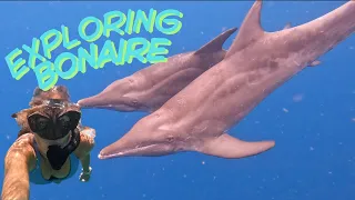 Exploring Bonaire: Salt Flats, Donkeys, Diving & Dolphins!