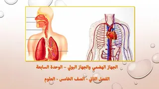 الجهاز الهضمي والجهاز البولي الدرس الأول الوحدة السابعة العلوم الفصل الثاني الصف الخامس 
