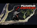 Download Lagu ASLI SERAM !!! 15 Suara Burung Paling Horor Menakutkan Jelmaan Jin Setan Di Indonesia