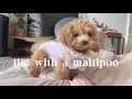 Life with a Maltipoo Spay surgery recovery days
