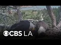 New female eagle flies into Big Bear nest days after Jackie dies