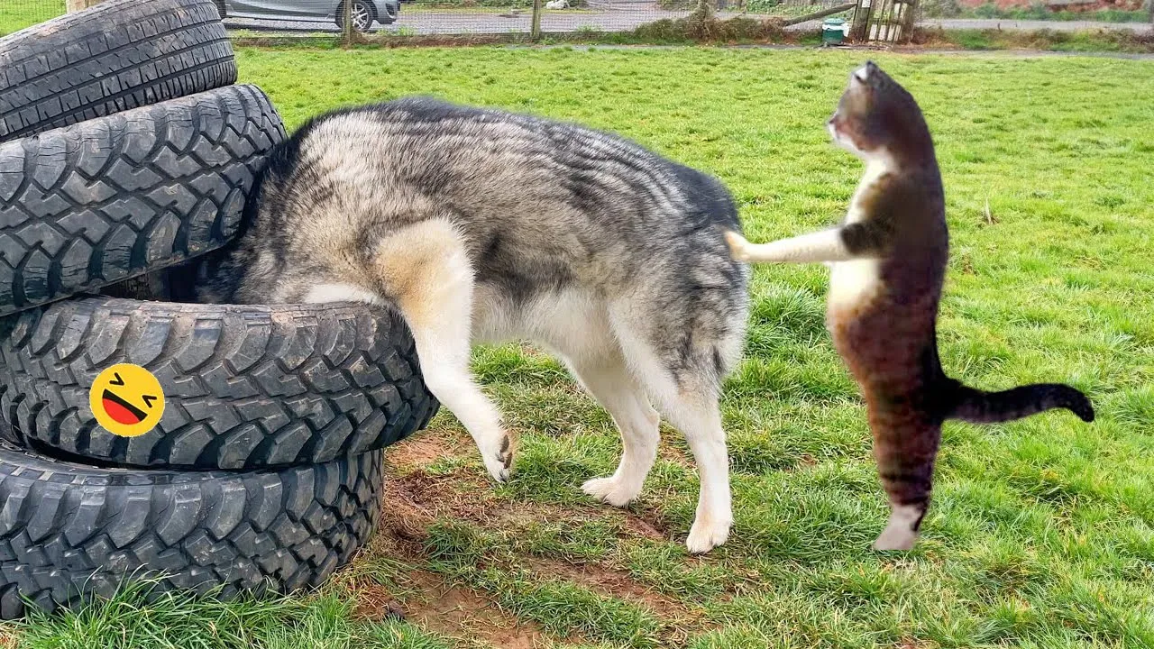 Funny Dogs And Cats Videos 2023 ???? - Best Funniest Animal Videos Of The week #2