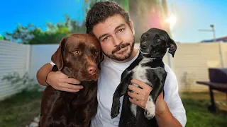 V-AM DEZAMĂGIT, ÎMI PARE RĂU!