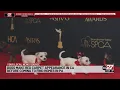 Dogs coming to Pennsylvania from overcrowded California shelters after a red carpet appearance