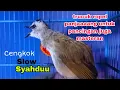 Download Lagu Trucuk gacor ropel panjang buat pancingan masteran