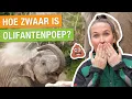 Lagu ZOVEEL EET EN POEPT EEN OLIFANT! 😱 DIT MOET JIJ WETEN OVER DIERENPOEP! 💩 | Carlijns Dierenvraag #55