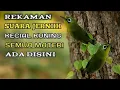 MASTERAN KECIAL KUNING | KECIAL KUNING SPEED RAPAT
