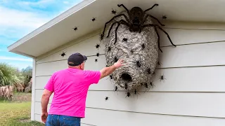 why did he touch the SPIDER nest..