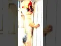 Download Lagu scp 3008 scp 173 scp 999 scp 096