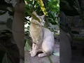Download Lagu oi cutieeeee aii aaa #cat #funnycats
