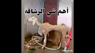 ضحك حتى الموت 