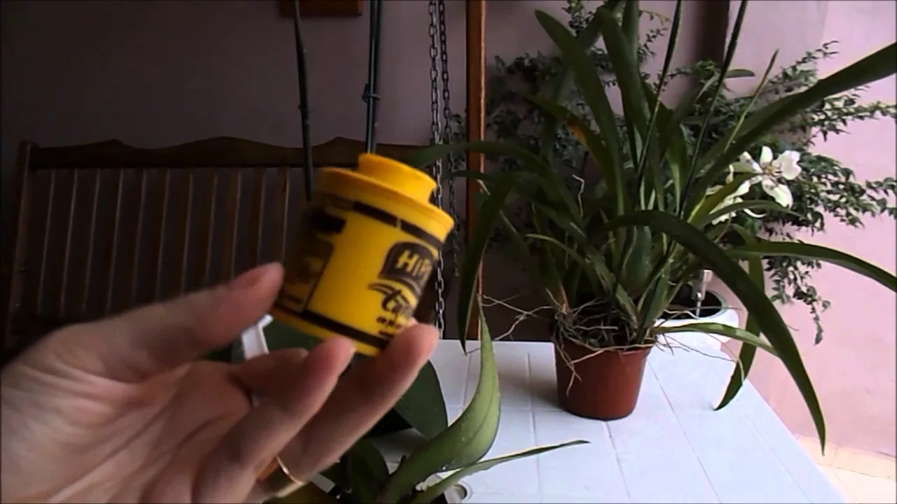 COMO ADUBAR ORQUÍDEAS
