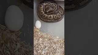 banana genetic stripe to pewter 9 eggs