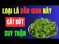 Download Lagu 1 Loại lá dân gian giúp thận khỏe, hạ creatinine, chấm dứt tiểu đêm, ngủ ngon tới sáng