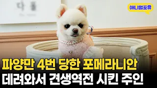 파양의 충격으로 온몸이 아팠던 유기견 모찌, 견생역전하다!ㅣKBS 다큐세상 180528 방송