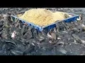 Lagu Catfish Farming In Cement Tank In Asia|hybrid magur fish farming in india