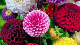 اجمل الزهور في العالم دندنها