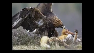 النسر الجارح دندنها
