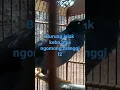 Download Lagu burung jalak kebo bisa ngomong