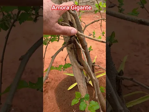 muito boa a produção da amora Gigante