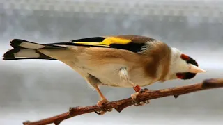 صدای صوتی سهره 