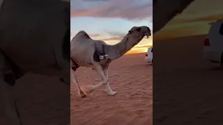 البل عطايا الله   جديد عمر العبداللات دندنها