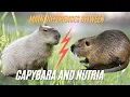 Capybara vs Nutria What s the Differences Between Capybara vs Nutria