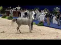 Download Lagu N 70 FARASCHA BM   El Jadida 2025   International AHS Title   Mares 4 6 Years Old Class 4