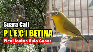 Download suara pleci betina memangil jantan MP3