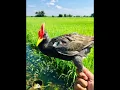Download Lagu SUARA BURUNG AYAMAN TERBAIK UNTUK MEMIKAT