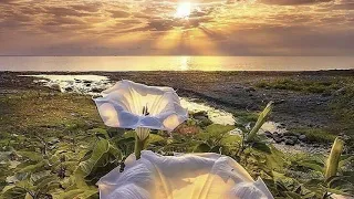 عش حياتك بتفائل اناشيد اسلاميه دينيه جميله جدا مناظر طبيعية جميله حالات دينيه اسلاميه واتس اب 