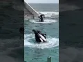 Why orcas like humans
