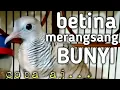 Download Lagu perkutut silver suara merdu empuk buat pancingan semua jenis perkutut jadi gacor manggung