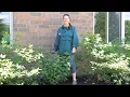 PETITTI How to Prune Panicle Hydrangeas In Early Summer