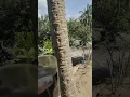 Lagu Sejuk banget di desa jauh dari hiruk pikuk kehidupan. Mari ngopi, sruput kopimu \u0026 ceritakan resahmu.