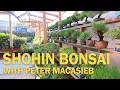 Download Lagu Shohin Bonsai Collection Tour with Peter Macasieb