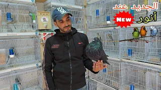 الجديد عند أنور أجيو نتولعو عشاق طيور الزينة الفوربيس الروز والفيشر الكاكاريكي اليويو البورك روزيلا 