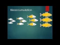 What s In the Fish Bioaccumulation and Biomagnification