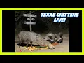 BlueIndigoTrails TEXAS NIGHT CRITTER CRUNCH - LIVE